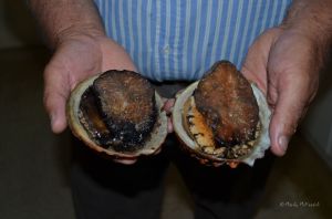 Black-lip and tiger abalone in their shells